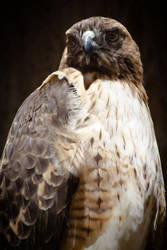 Red-tailed Hawk