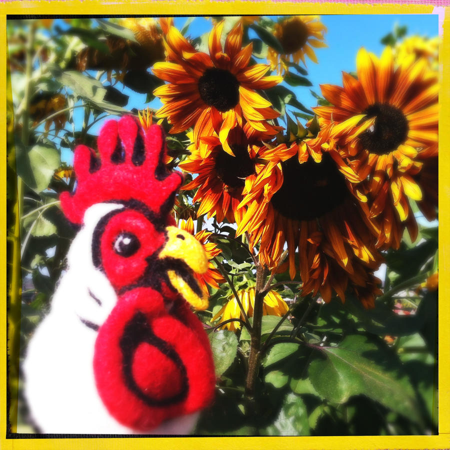 Felted Chicken at the Pumpkin Patch