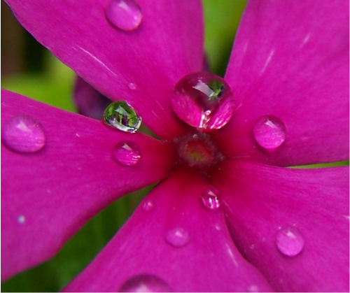 pink flower