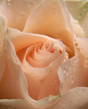 moist pink rose1