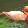 Flamingo Pond 2