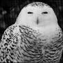 Snowy Owl Beauty