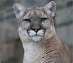 Cougar Photo Shoot 5 by SilkenWinds