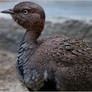 Buff Crested Bustard Profile