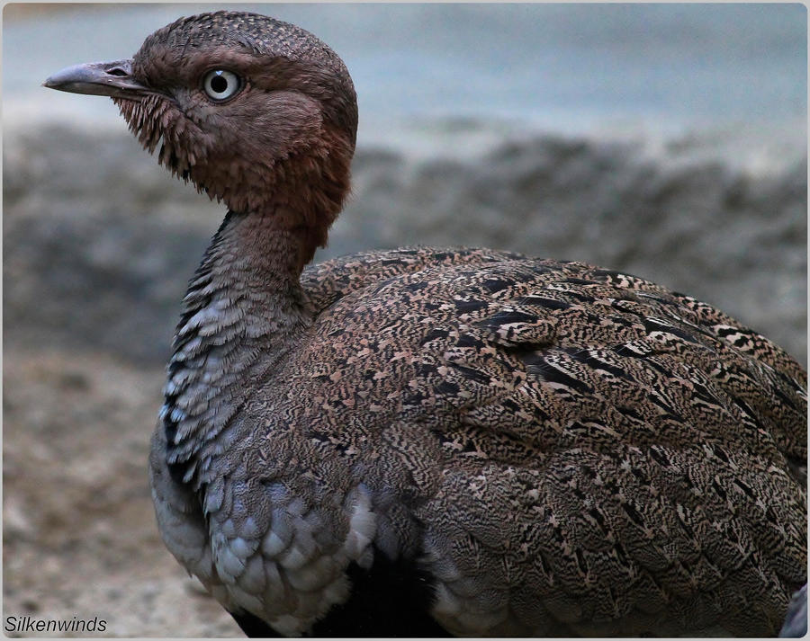 Buff Crested Bustard Profile