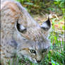 Bobcat Profile 5