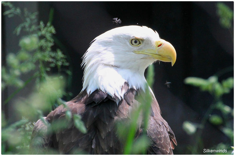 Eagle Portrait Studio