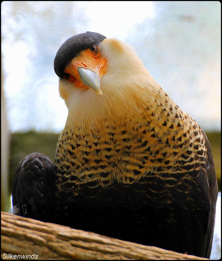 I Am The Crested CaraCara