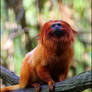 Golden Lion Tamarin 4