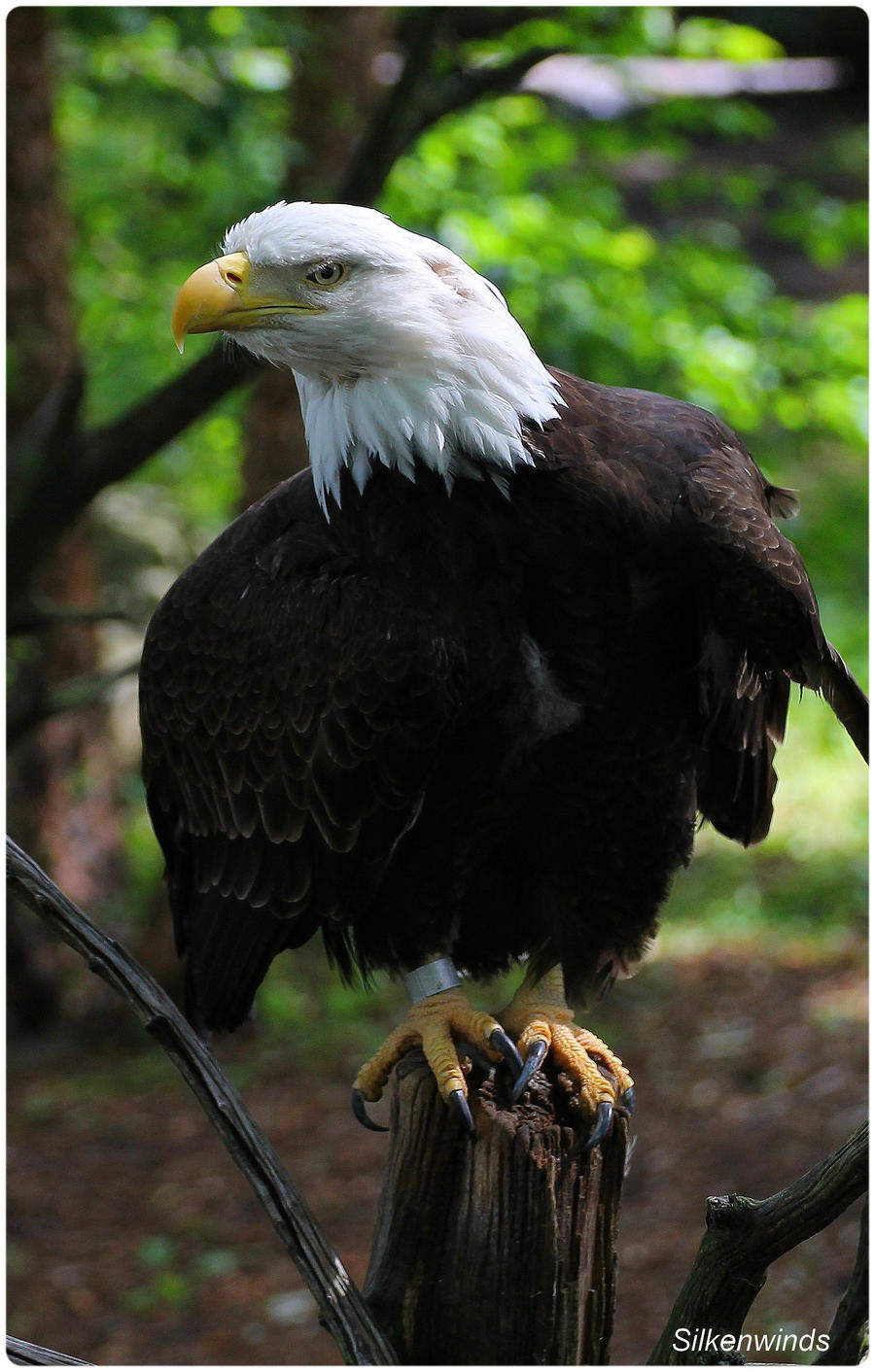 Eagle Portrait Studio 6