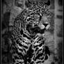 Handsome Jaguar Jutai