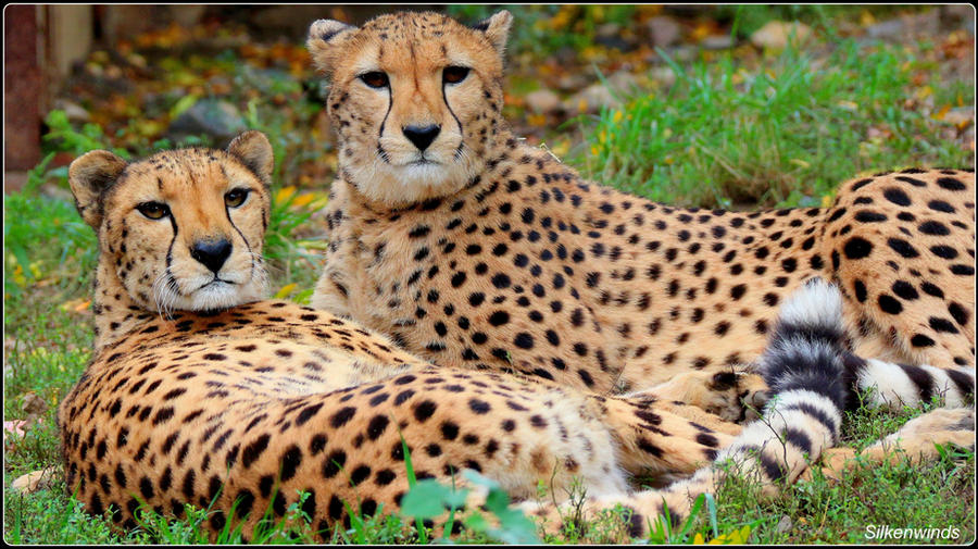 Cheetah Sisters