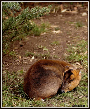 Sleepy Little Muntjac by SilkenWinds