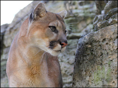 Cougar Photo Shoot 10