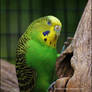 Budgie In A Tree