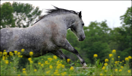 To Live Is To Jump by SilkenWinds