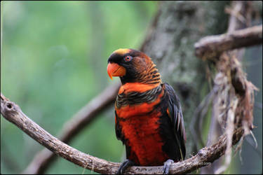 Dusky and Handsome 1 by SilkenWinds