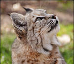 That Big Light In the Sky by SilkenWinds