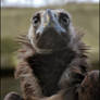 Cinereous Vulture Portrait