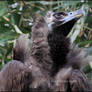 Cinereous Vulture Portrait 2