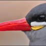 Inca Tern Extreme Close-up Portrait