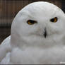 Up Close With Snowy Owl