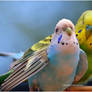 Budgie Lovers