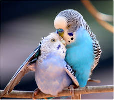 Budgie Lovers 2