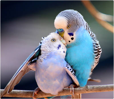 Budgie Lovers 2 by SilkenWinds