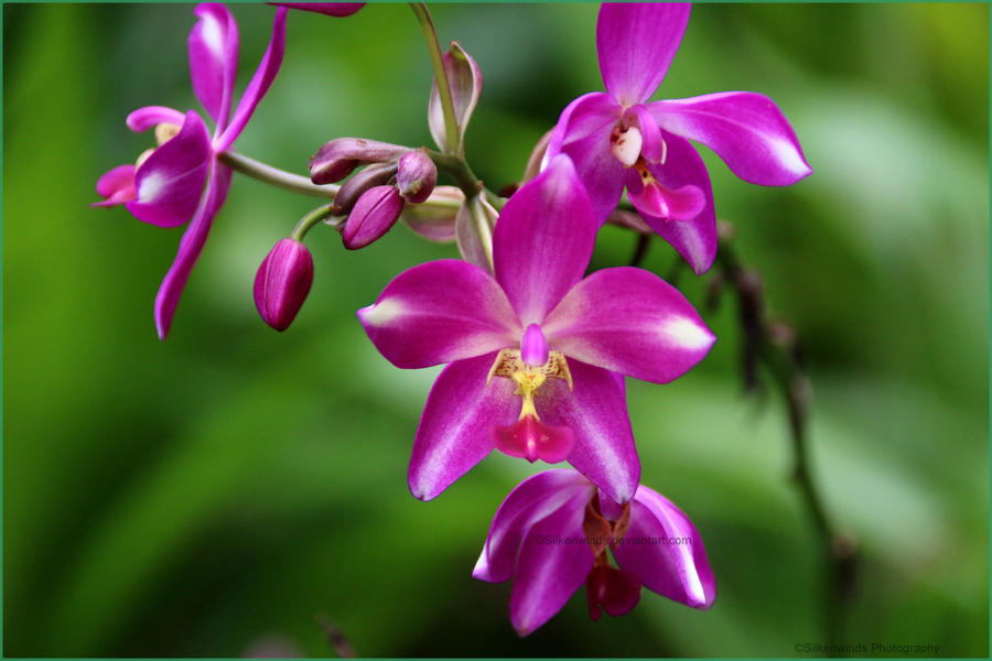 Purple Dancers