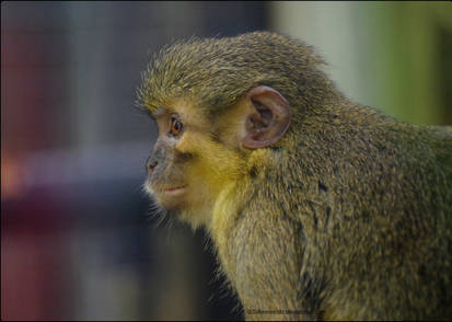 Talapoin Monkey Profile