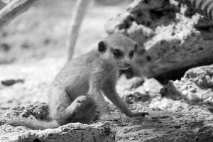 Puppy Meerkat