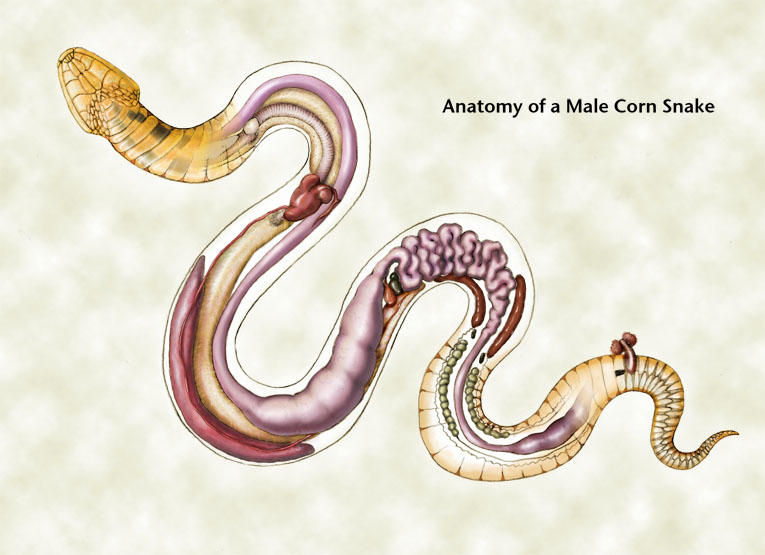 Anatomy of a Snake by MalachiteEternal on DeviantArt