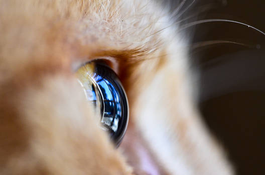 Cat eye 2