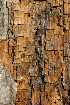 Tree Bark III