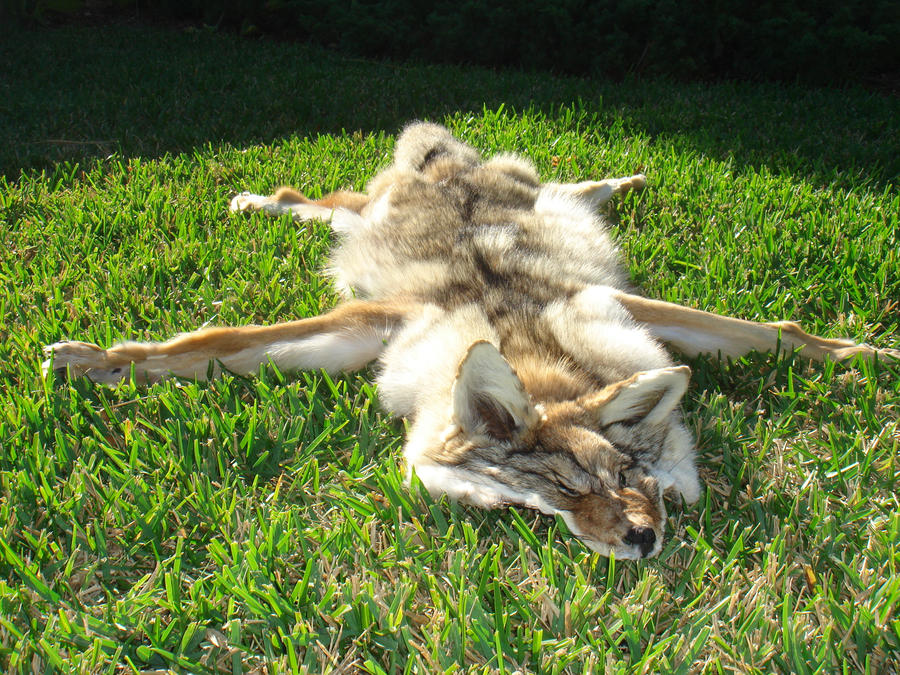 My First Coyote Pelt (2)