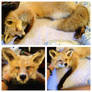 Soft Mount Red Fox SOLD