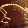 Articulated Weasel Skeleton SOLD