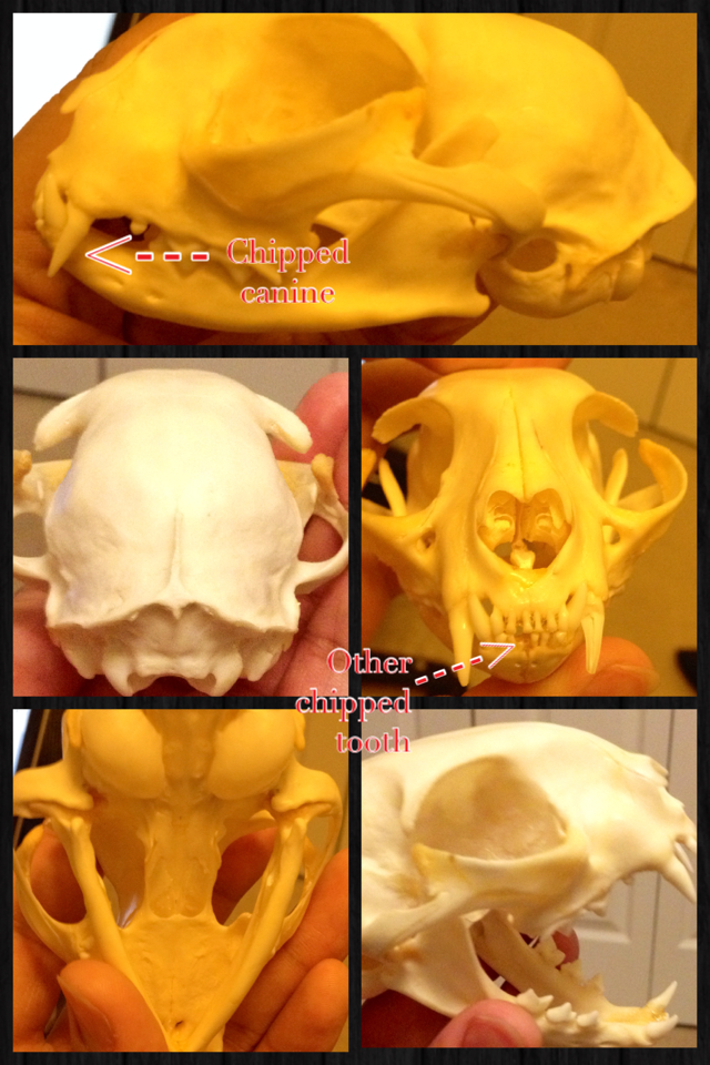 Complete Domestic Cat Skull SOLD