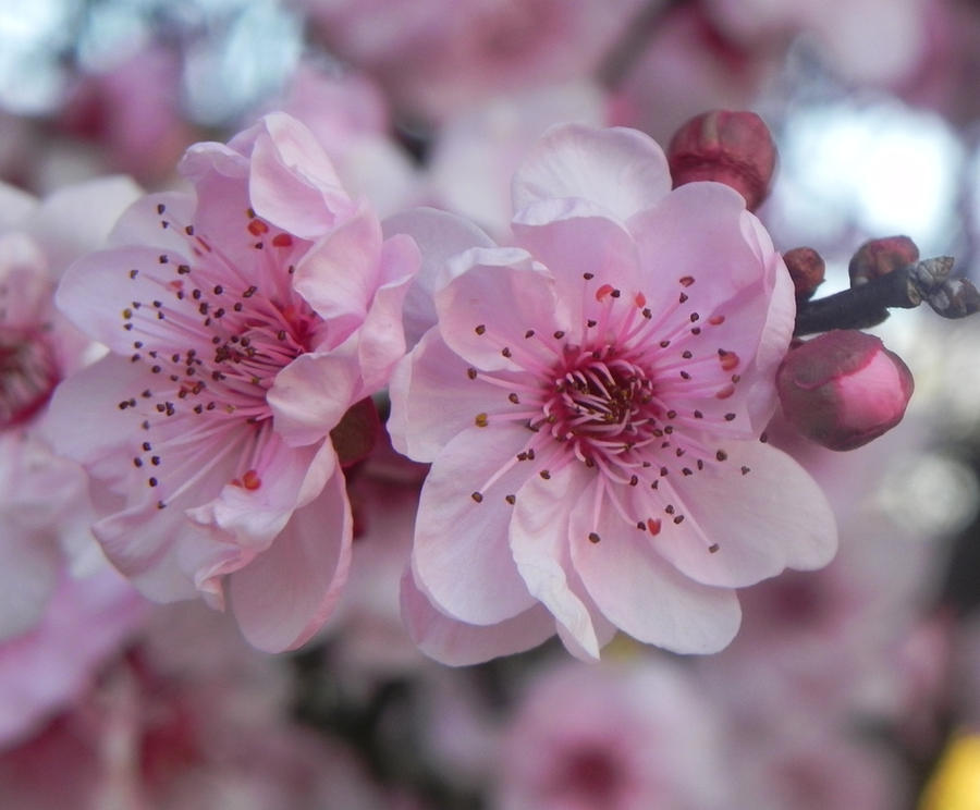 .:Spring Sakura:.