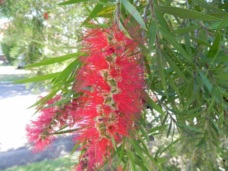 Bottle Brush