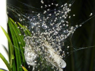 Baby Spiders Hatching