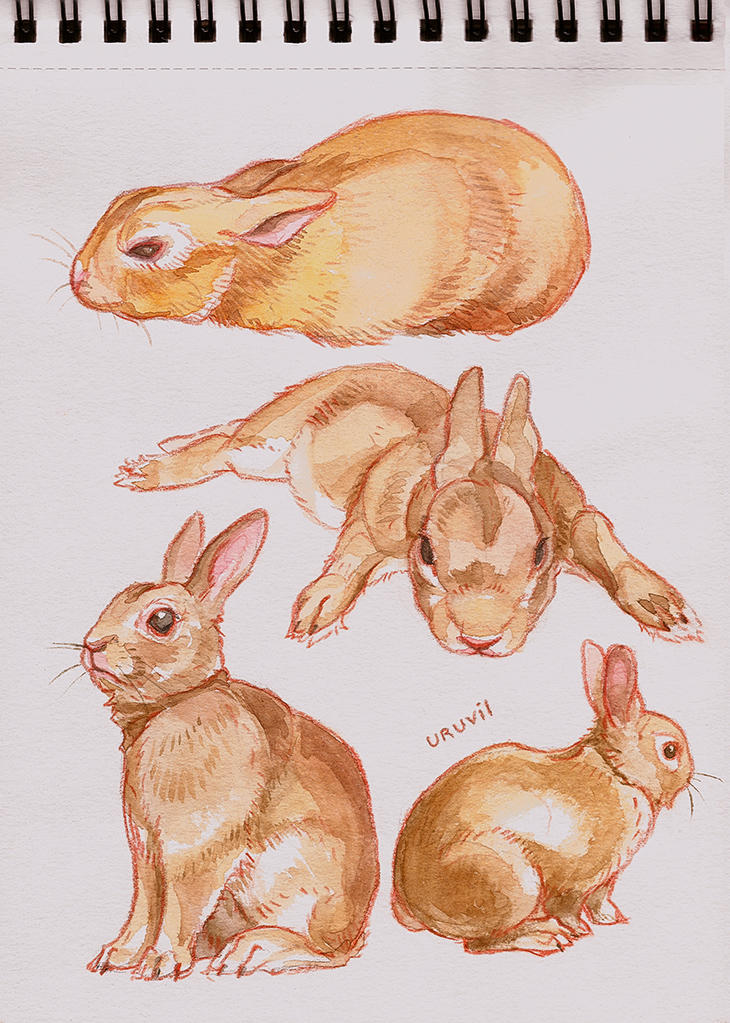 Rabbit by Uruvil on DeviantArt