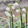 Fruehlingserwachen - Springs waking