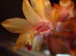 Christmas Cactus1 by herbariumStock