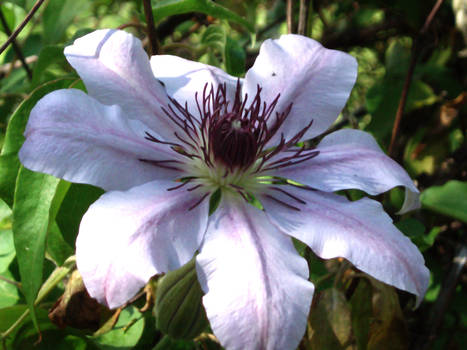 Clematis1