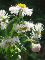 Fleabane1