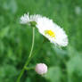 Fleabane4