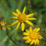 Ragwort1