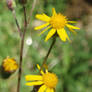 Ragwort2